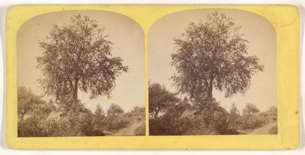 Unknown, [Tree]