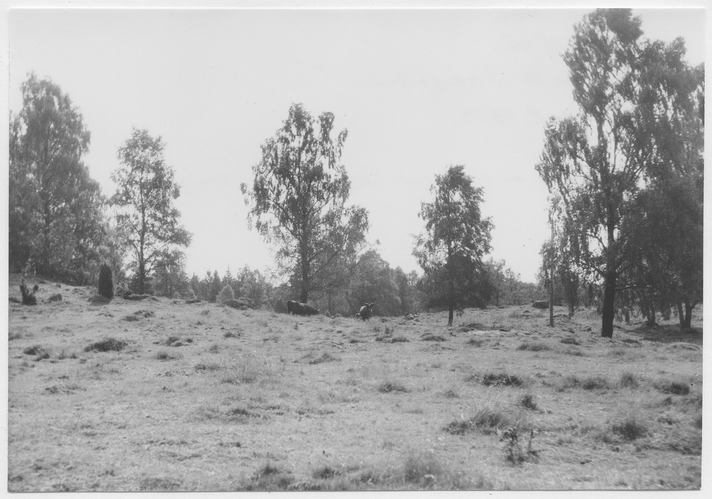 Mårten Sjöbeck, Ladugården