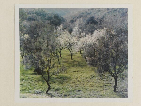 Warburg, Agnes Beatrice, Olives and almonds, Majorca