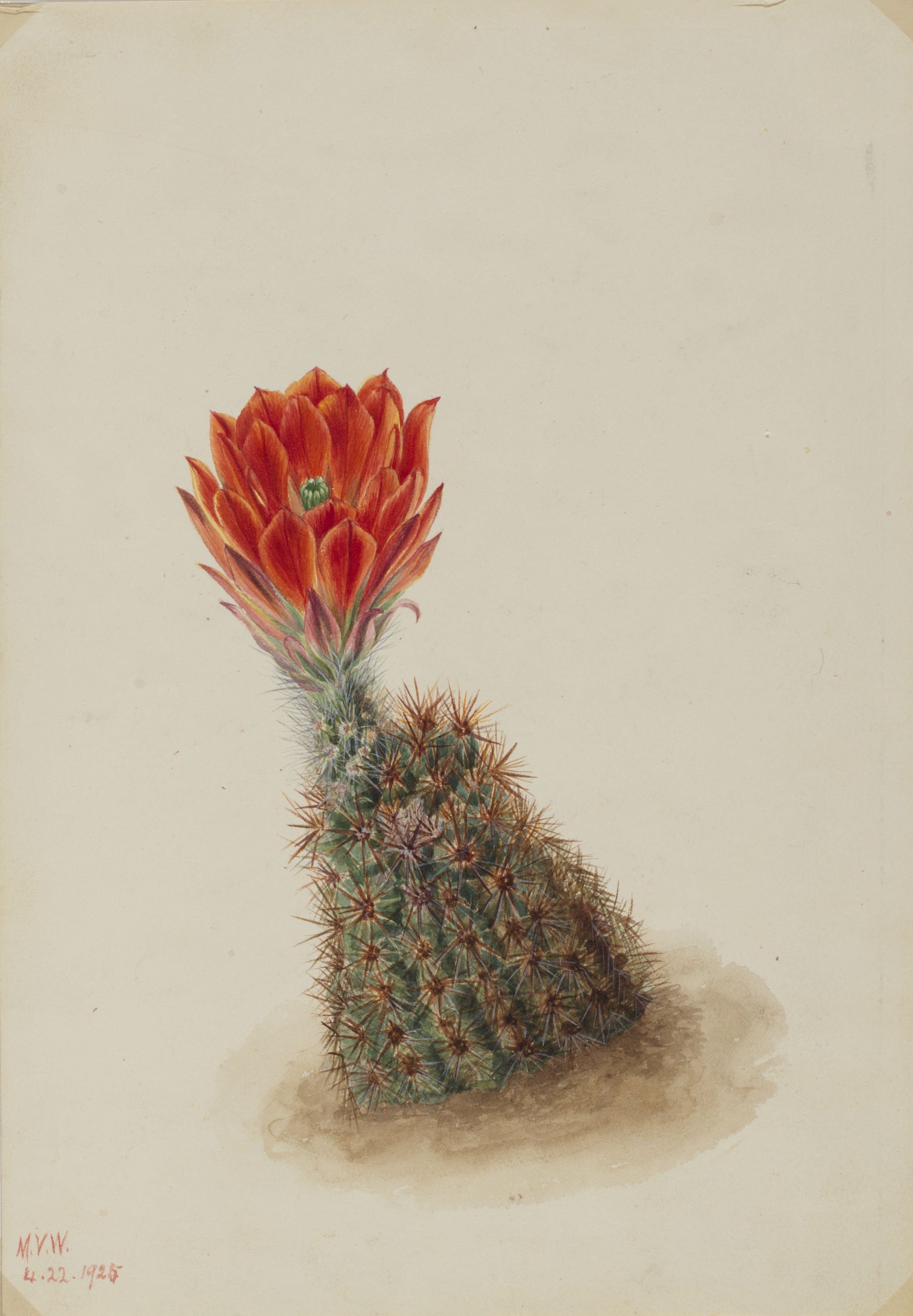 Mary Vaux Walcott, Lloyd's Strawberry Cactus (Echinocereus lloydii)