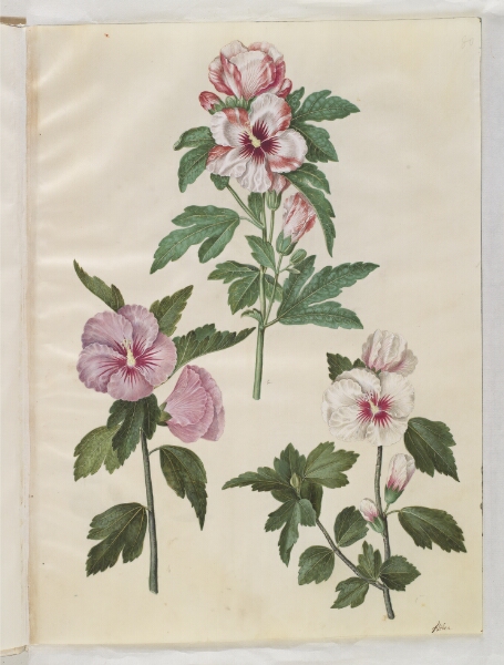 Hans Simon Holtzbecker, Hibiscus syriacus (syrisk rose)