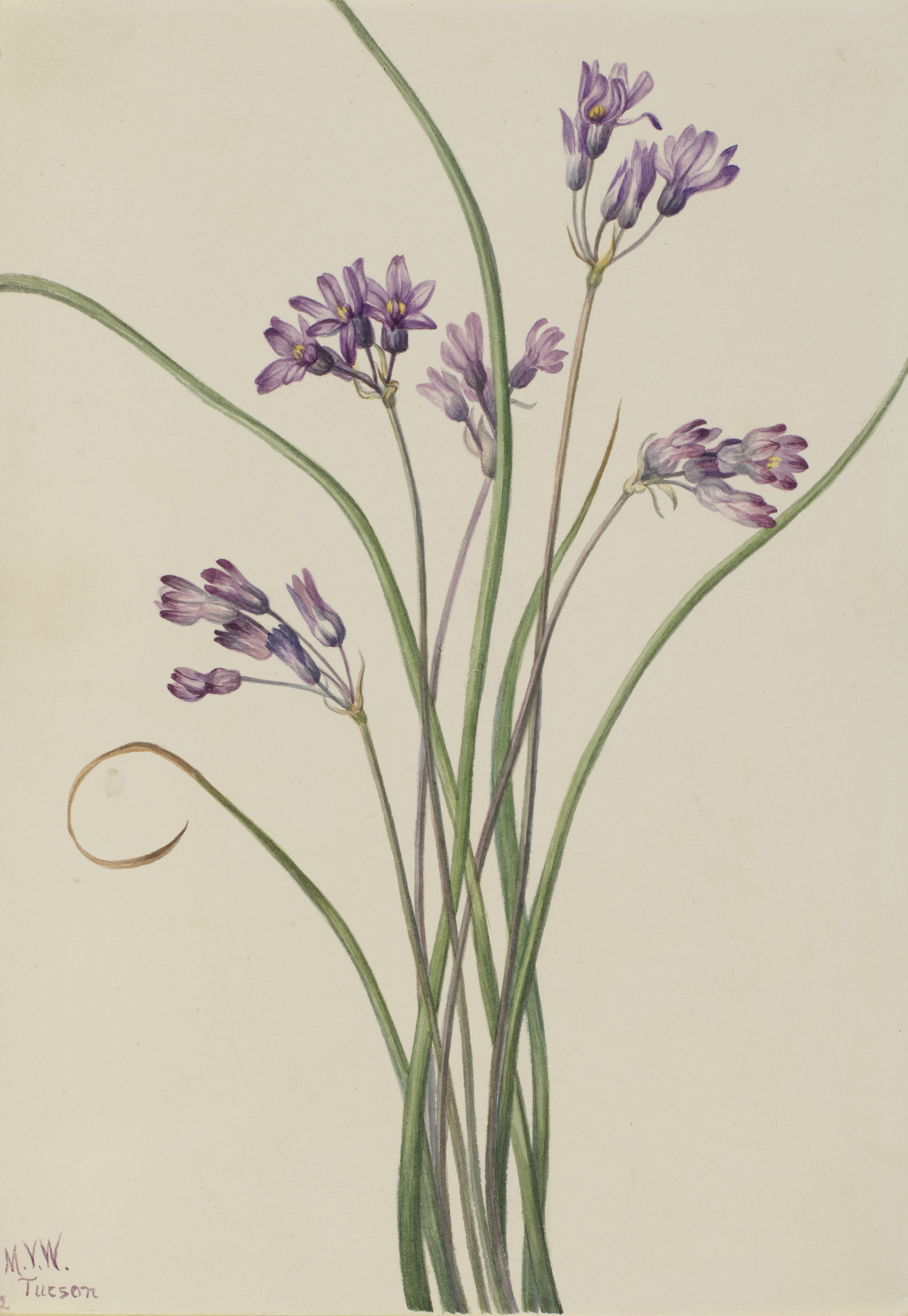 Mary Vaux Walcott, Wild Hyacinth (Brodiaea pulchella)