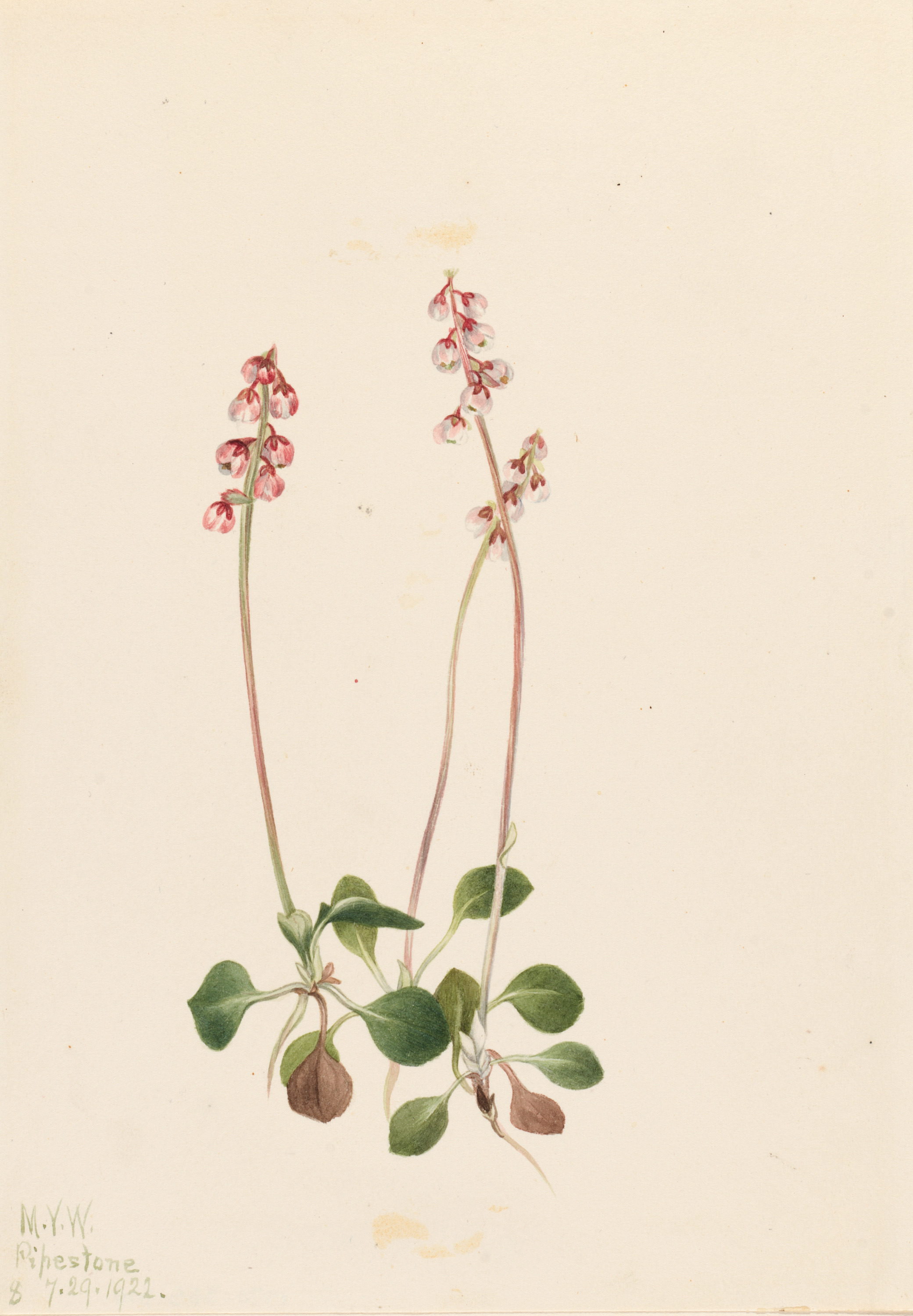 Mary Vaux Walcott, Small Pyrola (Pyrola minor)