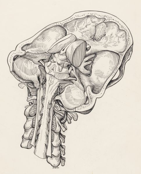 J Wetselaar-Whittaker, Part of the human anatomy