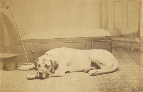 Unknown, [Sleeping Dog]