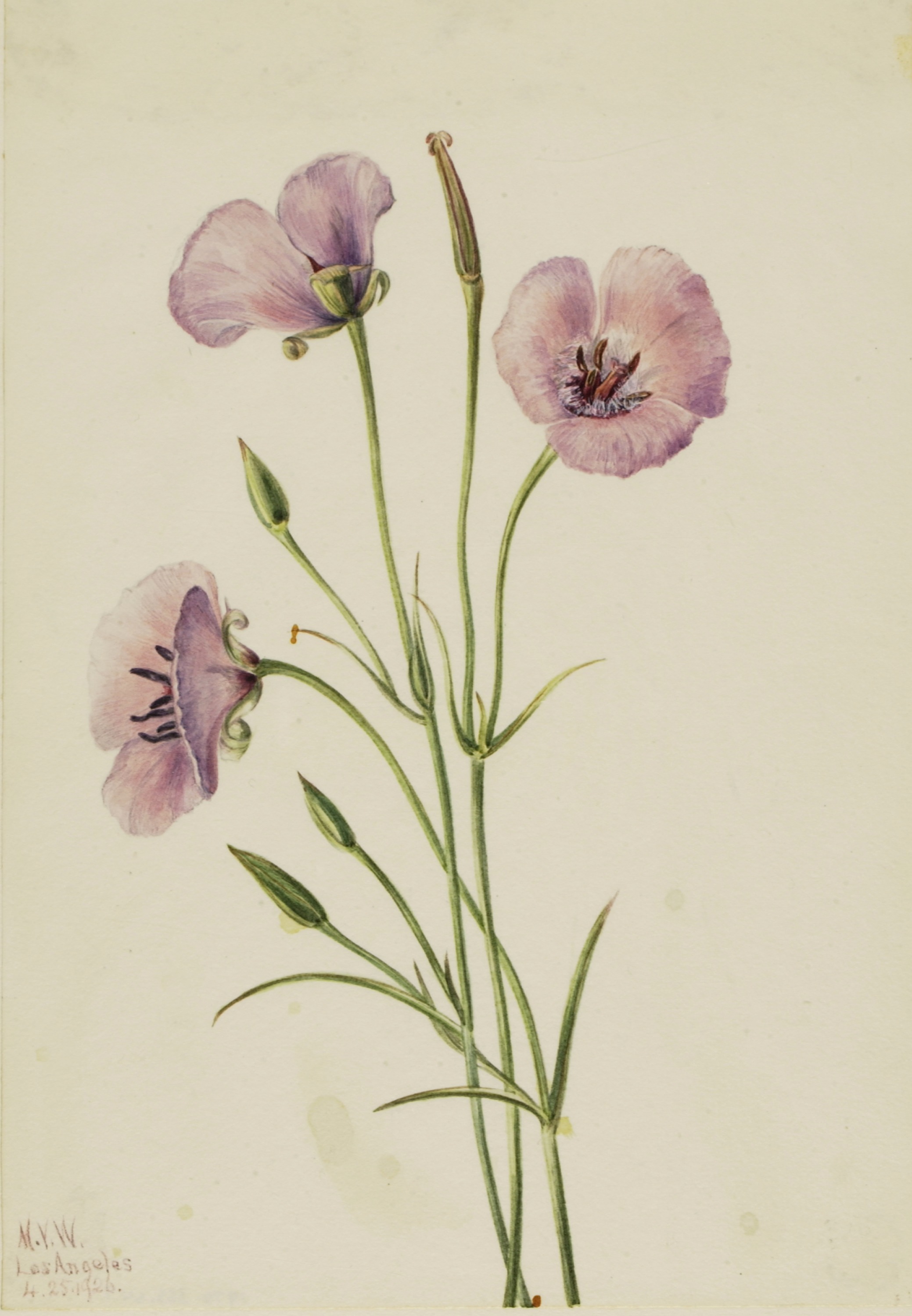 Mary Vaux Walcott, Lilac Mariposa (Calochortus splendens)