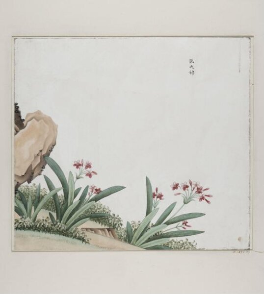 Unknown, tuo yi jin