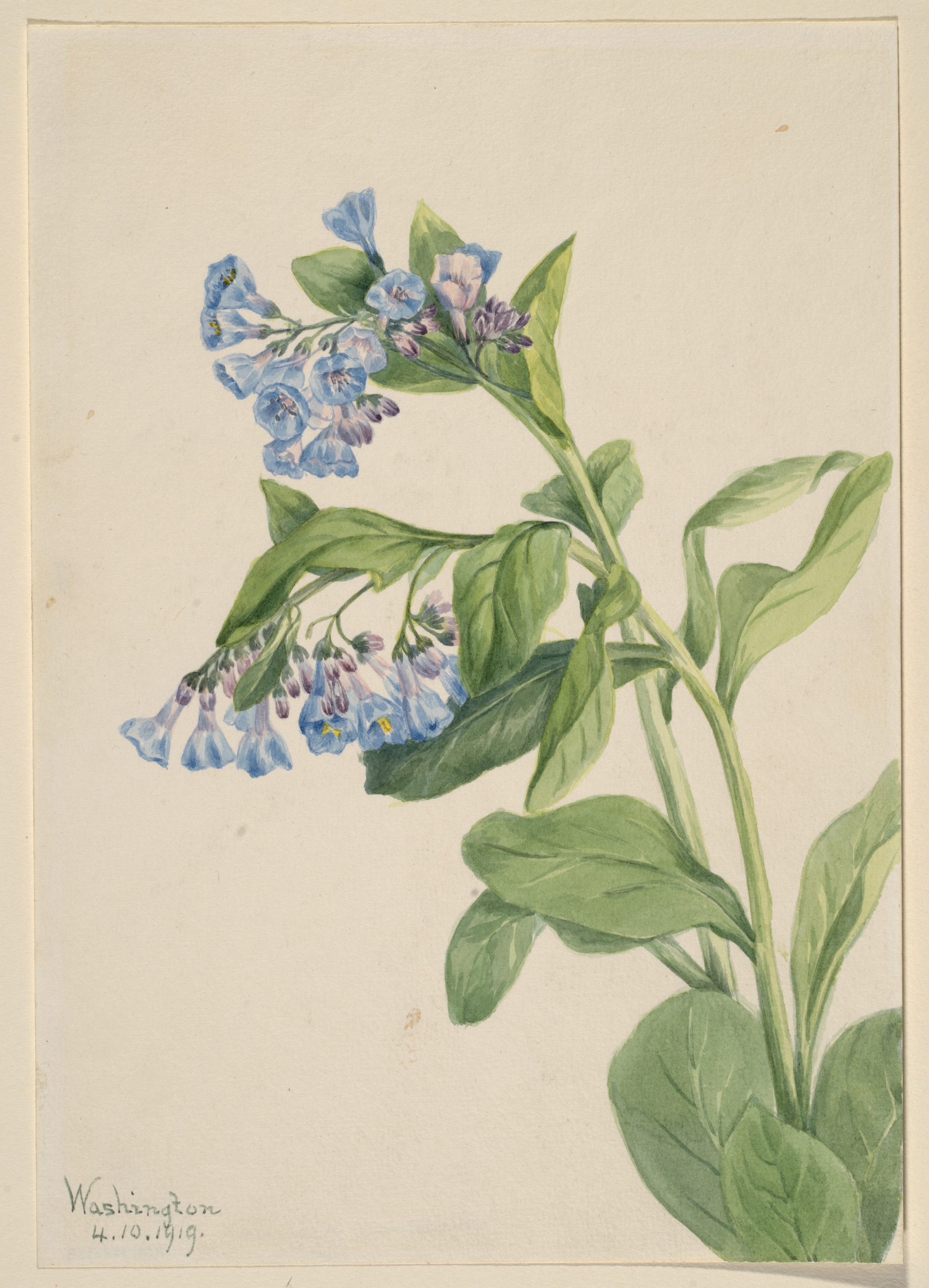 Mary Vaux Walcott, Virginia Bluebells (Mertensia virginica)