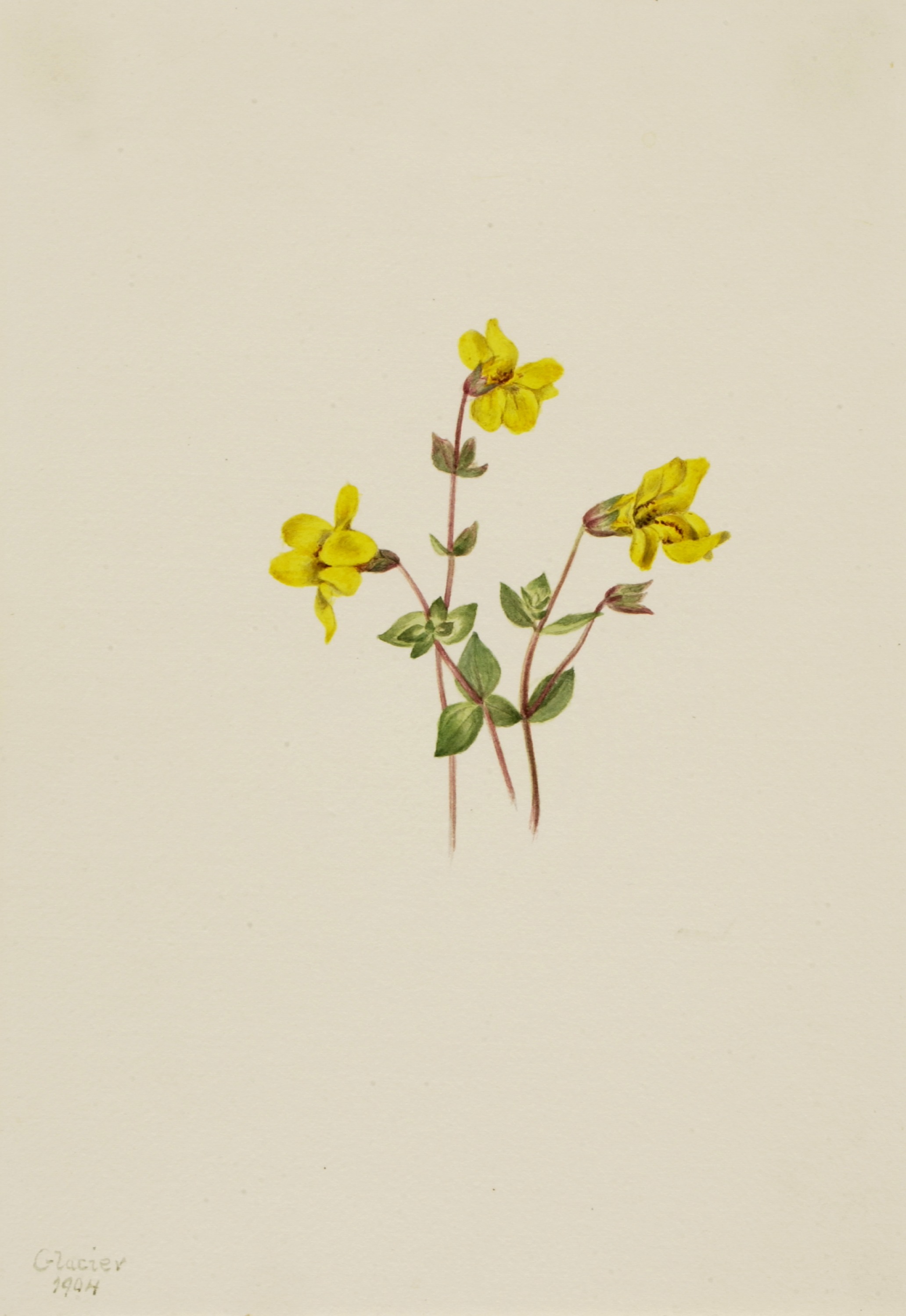 Mary Vaux Walcott, Alpine Monkey Flower (Mimulus caespitosus)