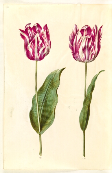 Hans Simon Holtzbecker, Tulipa gesneriana (have-tulipan)