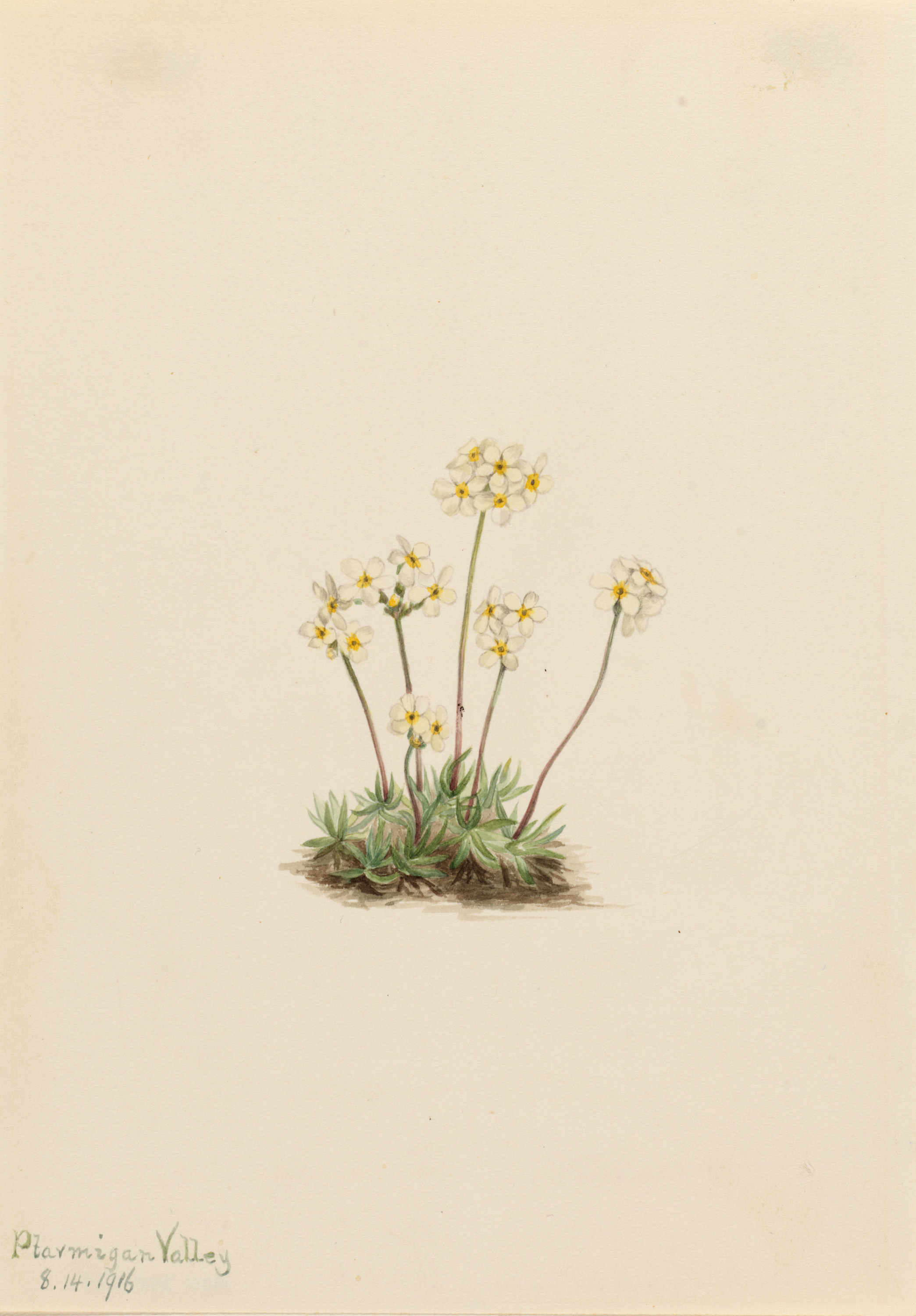Mary Vaux Walcott, Sweet Androsace (Androsace carinata)