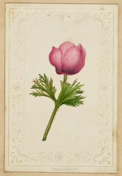 Unknown, [Pink flower note card]