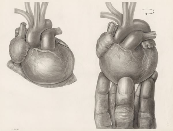 H.G Wetselaar, Two hearts, one being rotated by a hand