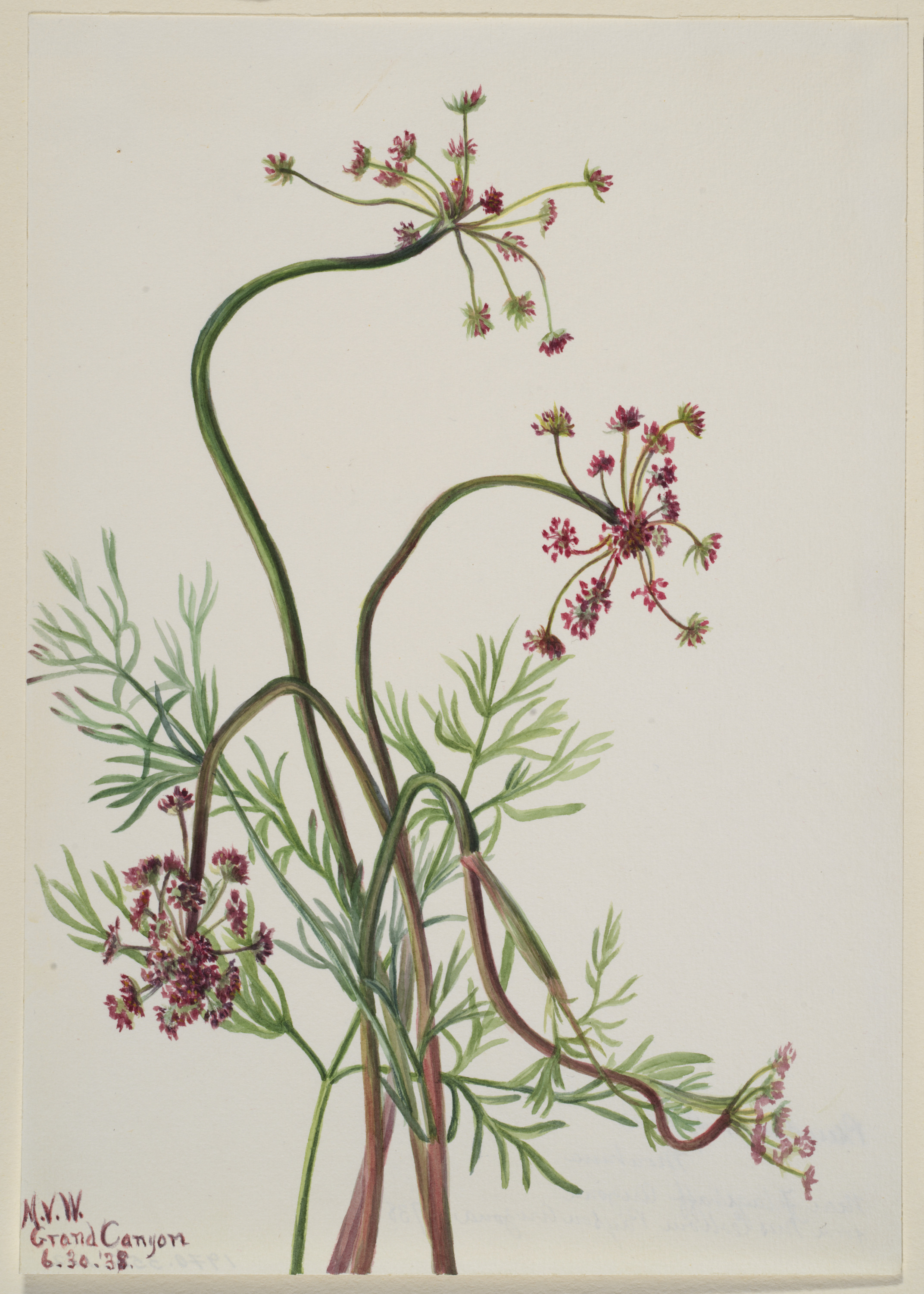 Mary Vaux Walcott, Pseudocymopterus montanus