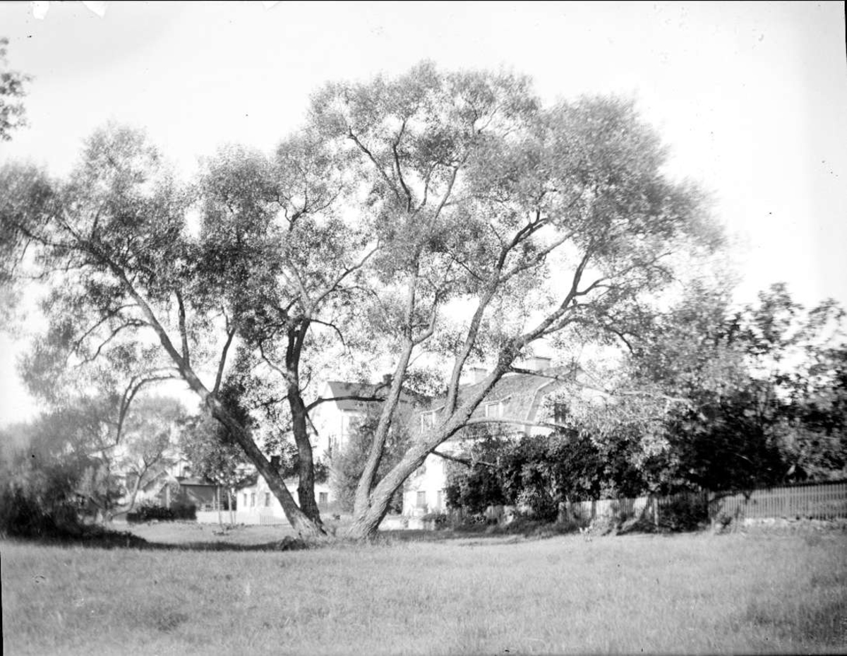 August Fredrik Schagerström, Trees in Sigtuna, Uppland in August 1930