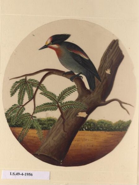 Unknown, One of twelve drawings of birds and reptiles, insects and flowers.