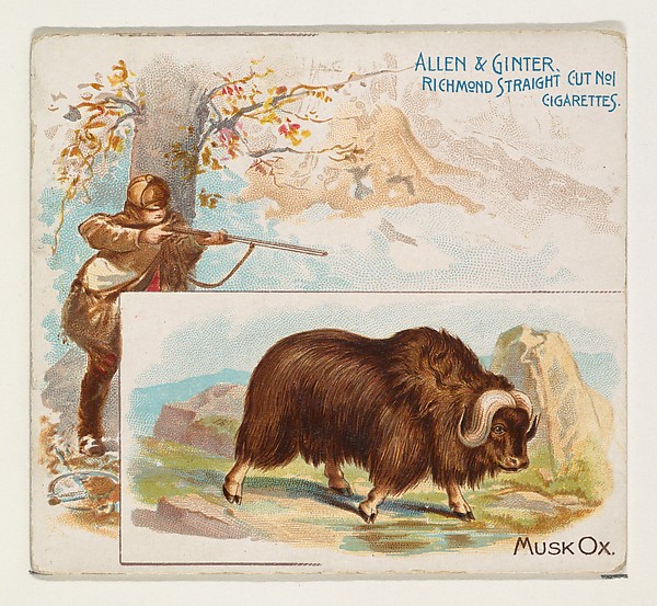 Allen & Ginter, Musk Ox, from Quadrupeds series (N41) for Allen & Ginter Cigarettes