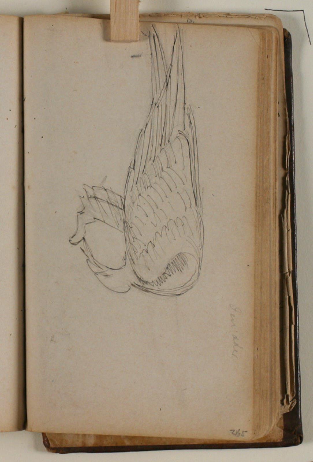 Niels Larsen Stevns, Studie af ørn, der æder