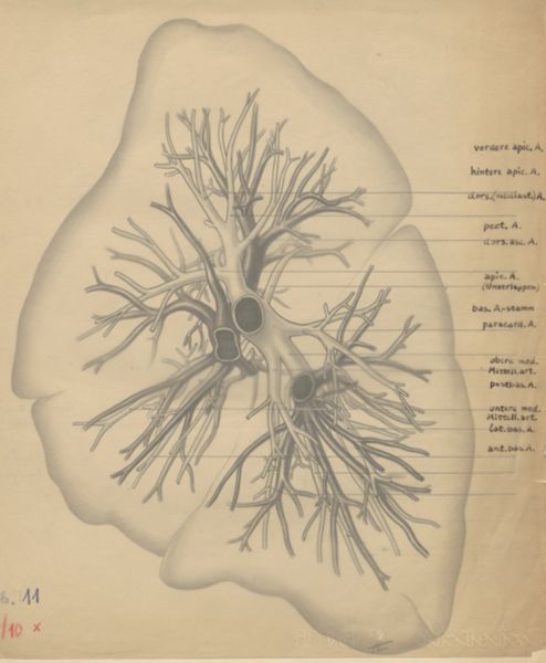 J Tinkelenberg, Bronchi