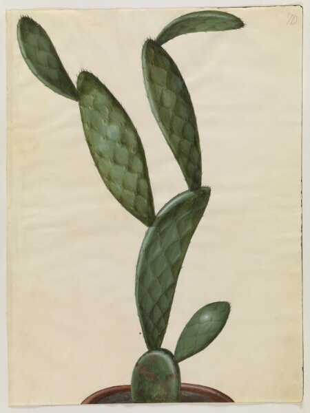 Hans Simon Holtzbecker, Opuntia monacantha (entornet figenkaktus)