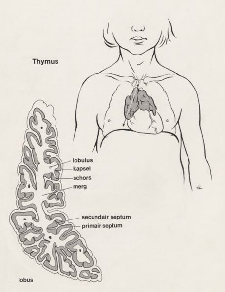 J Tinkelenberg, Thymus