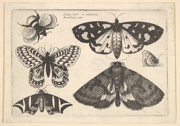 Wenceslaus Hollar, Three moths, two butterflies and a bumble bee