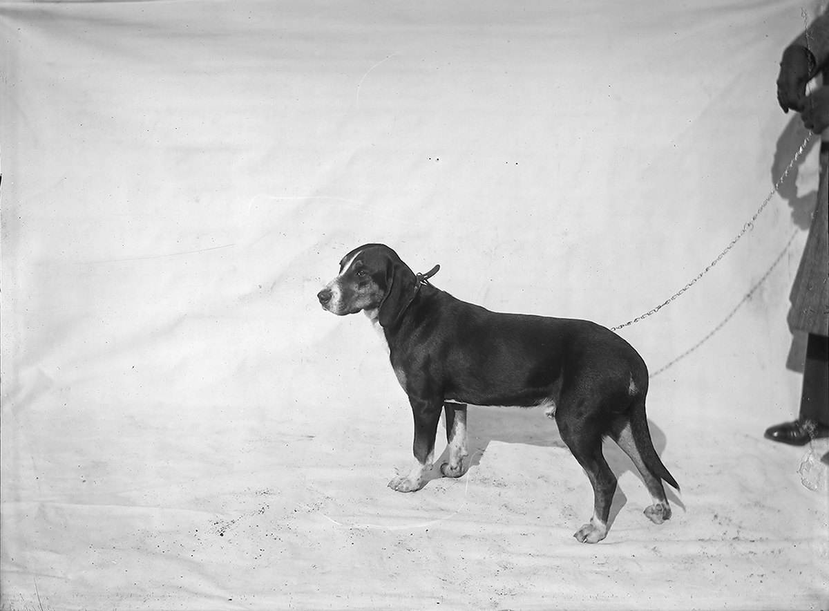 Anders Beer Wilse, Prot: Hund for Hr Borge