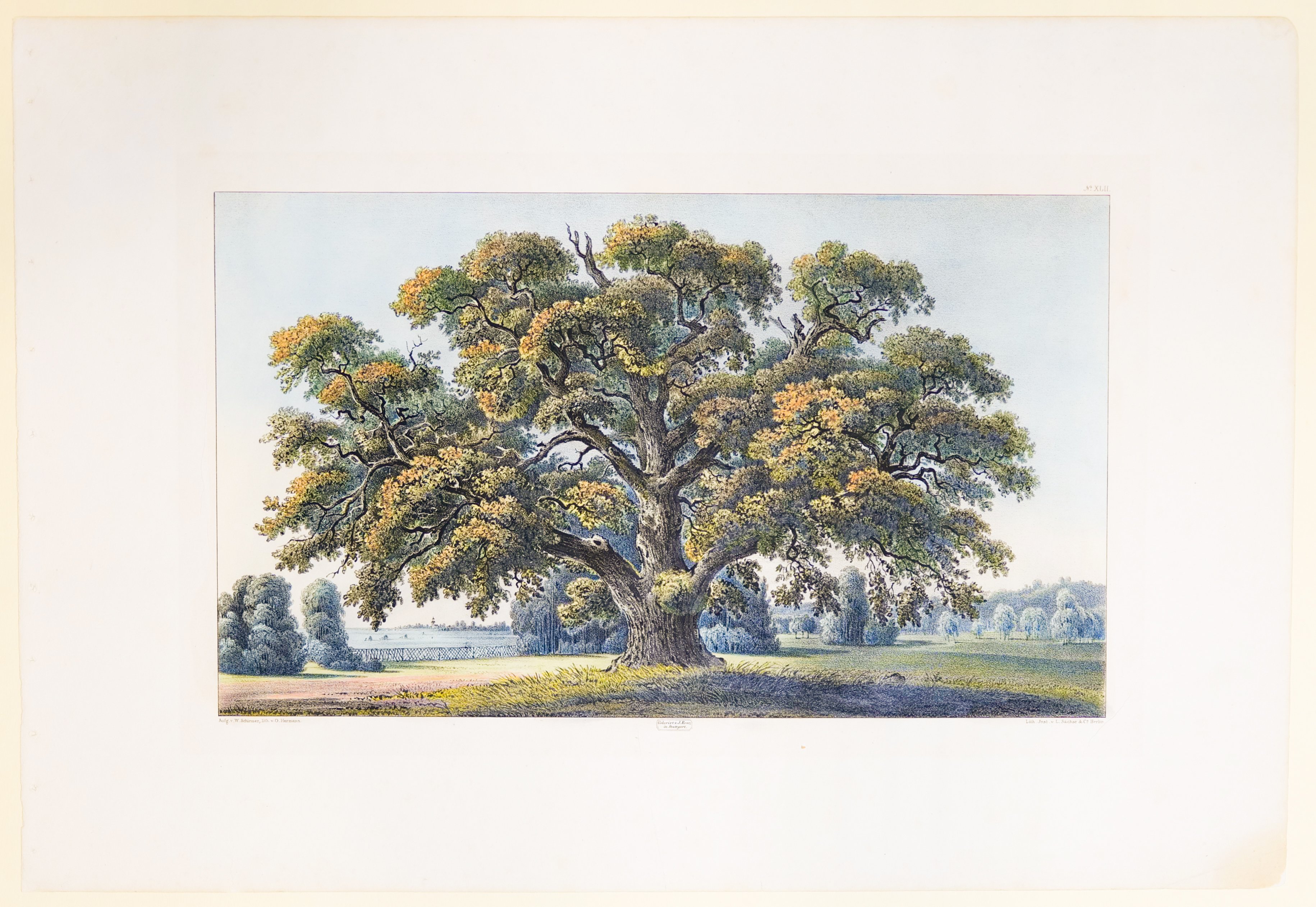 Hans Otto Hermann (Lithograf), Seltsam geformte Eiche, Tafel XLII der "Andeutungen über Landschaftsgärtnerei"