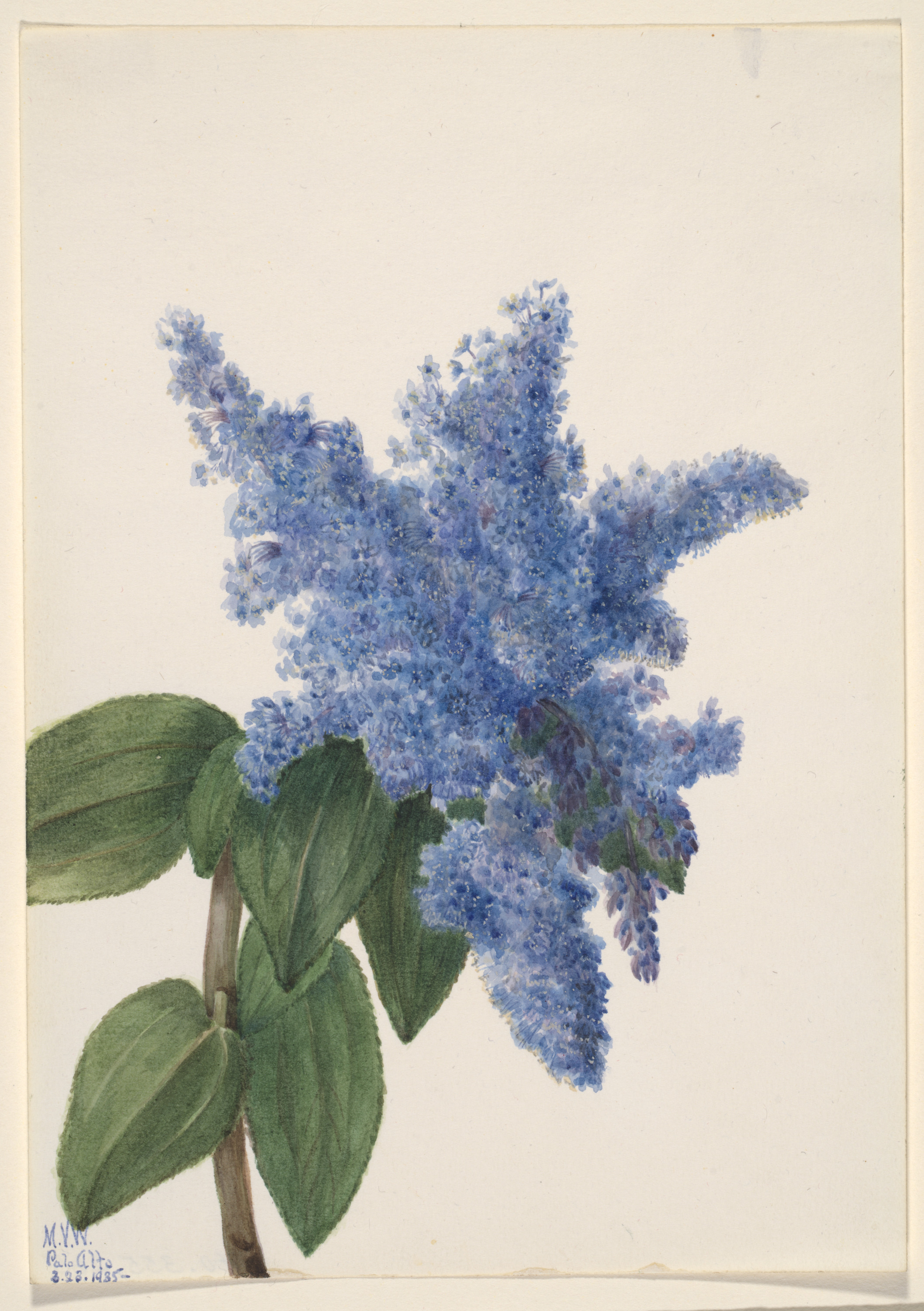Mary Vaux Walcott, California Lilac (Ceanothus thyrsiflorus)