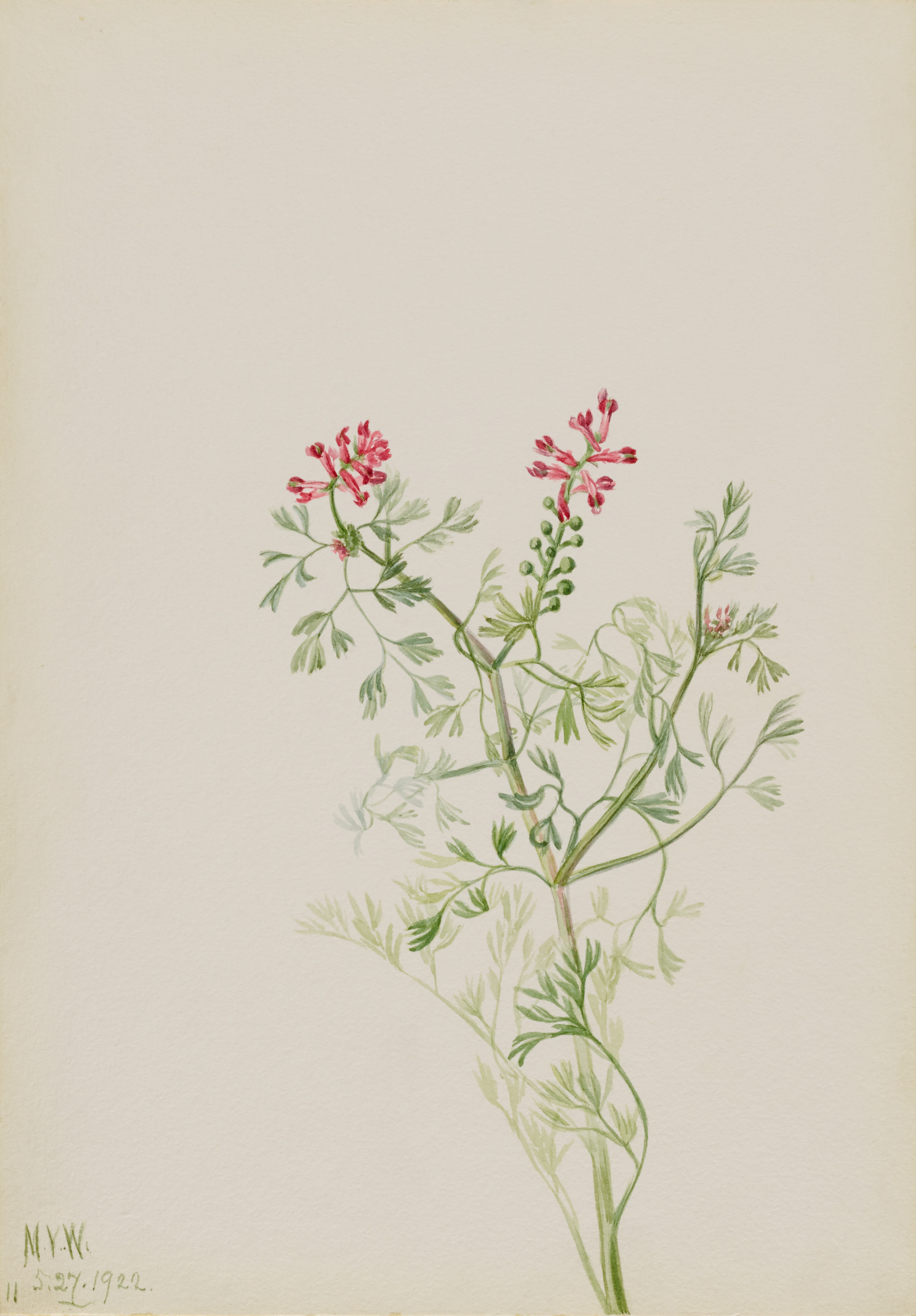 Mary Vaux Walcott, Untitled--Plant Study