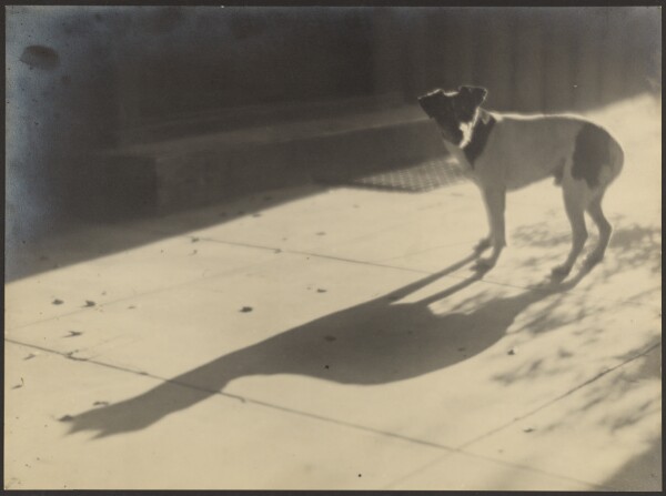 Louis Fleckenstein, [Dog and its Shadow]