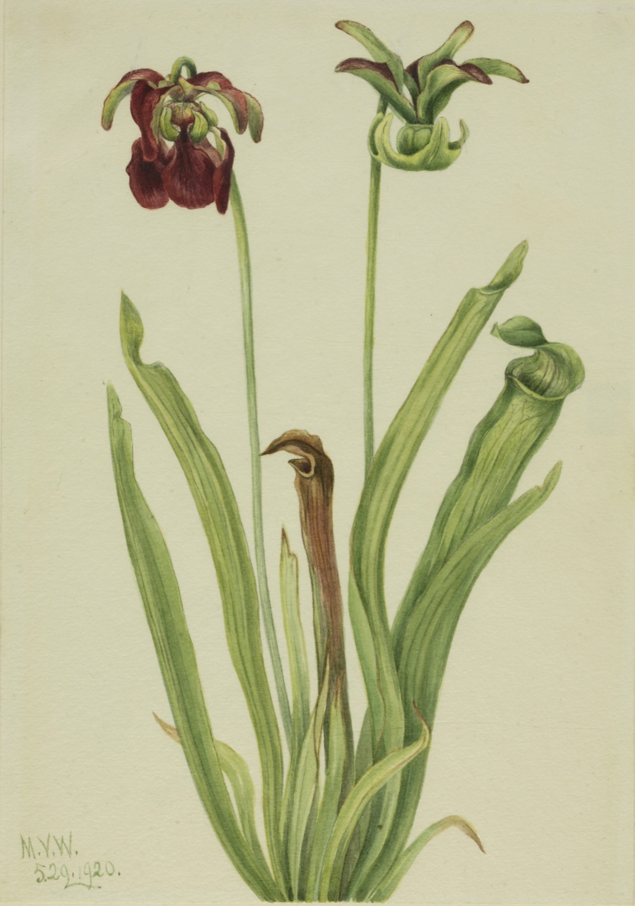 Mary Vaux Walcott, Sweet Pitcherplant (Sarracenia rubra)