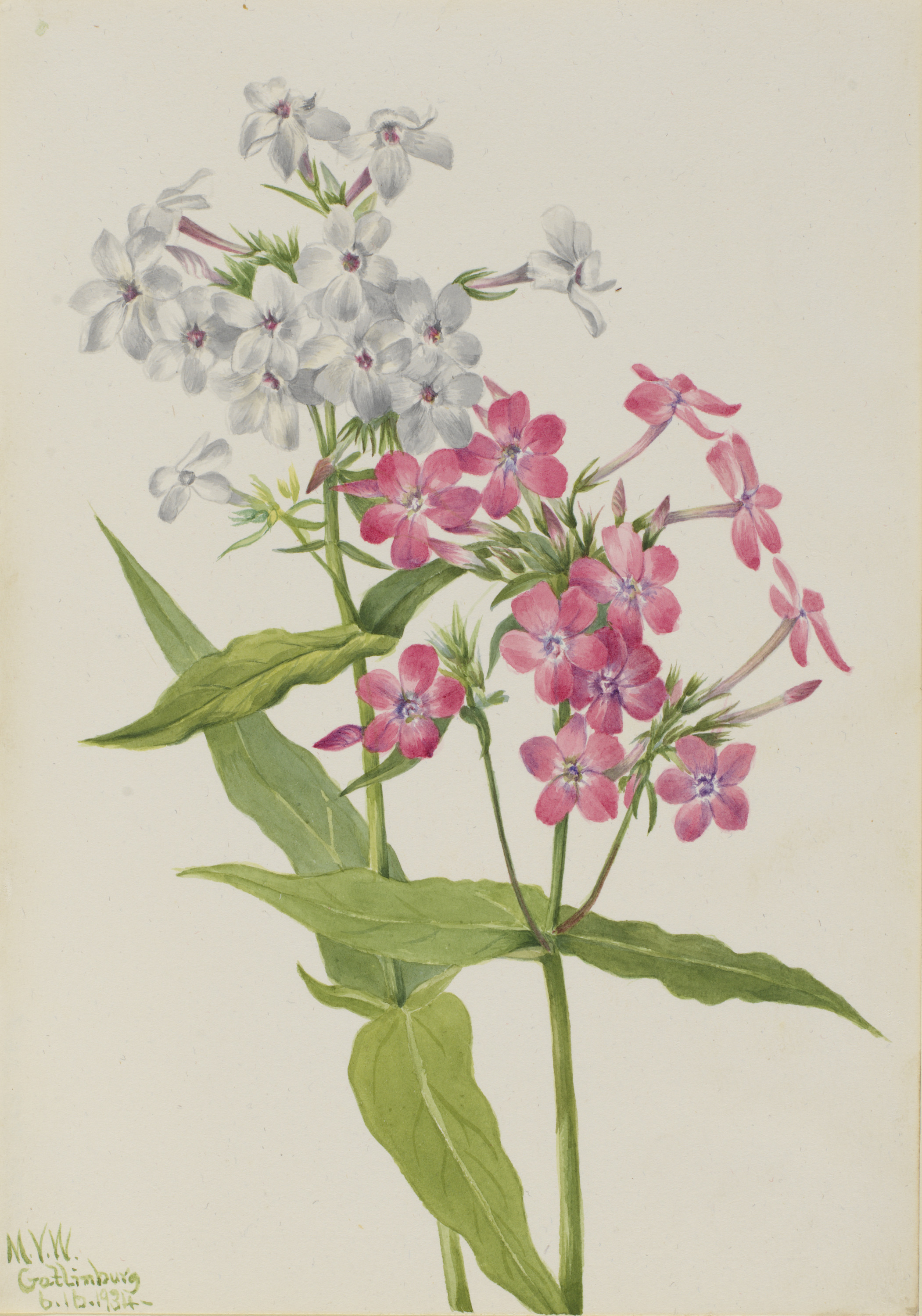 Mary Vaux Walcott, Perennial Phlox (Phlox paniculata)