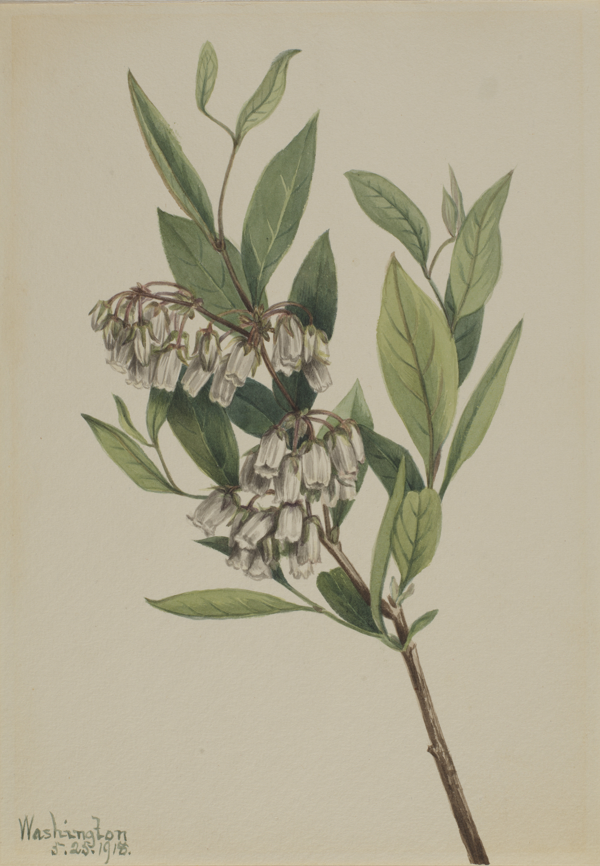 Mary Vaux Walcott, Stagger-Bush (Pieris mariana)