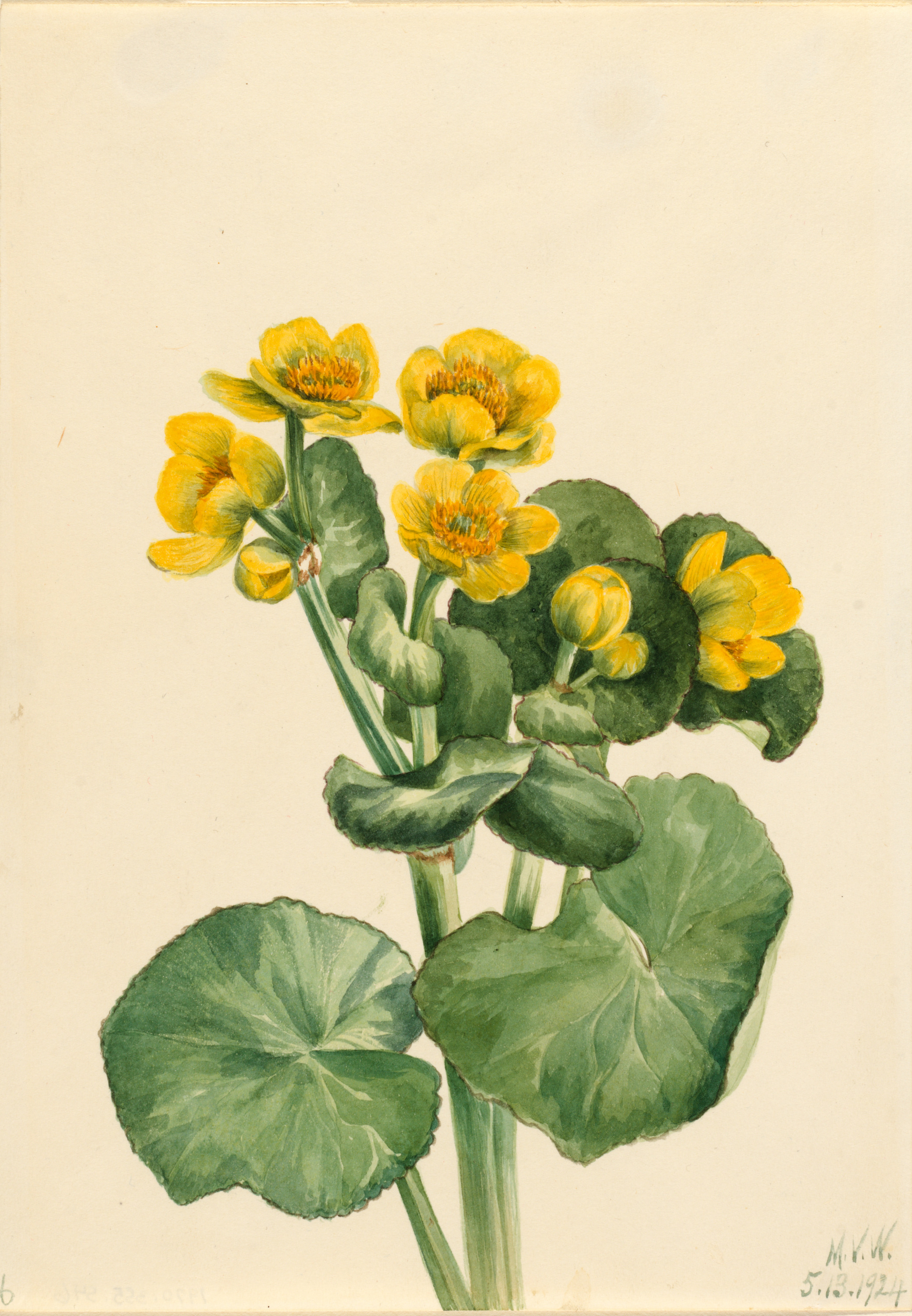 Mary Vaux Walcott, Marsh Marigold (Caltha palustris)