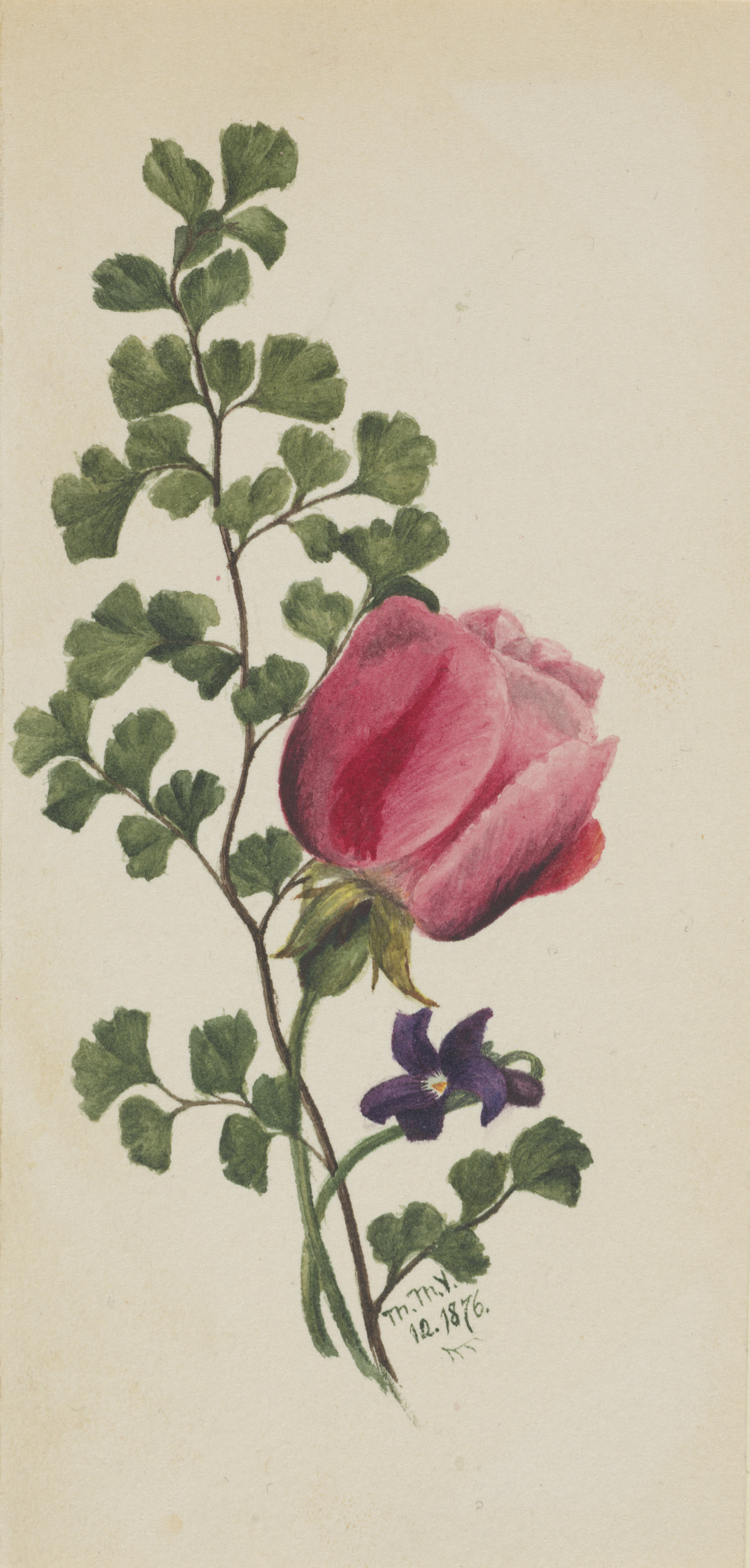 Mary Vaux Walcott, Pink Rose with Violet