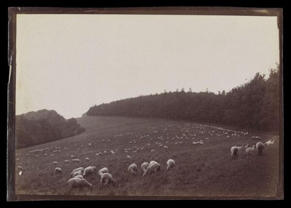 Gale, Lt. Col. Joseph, Flock of sheep in a landscape