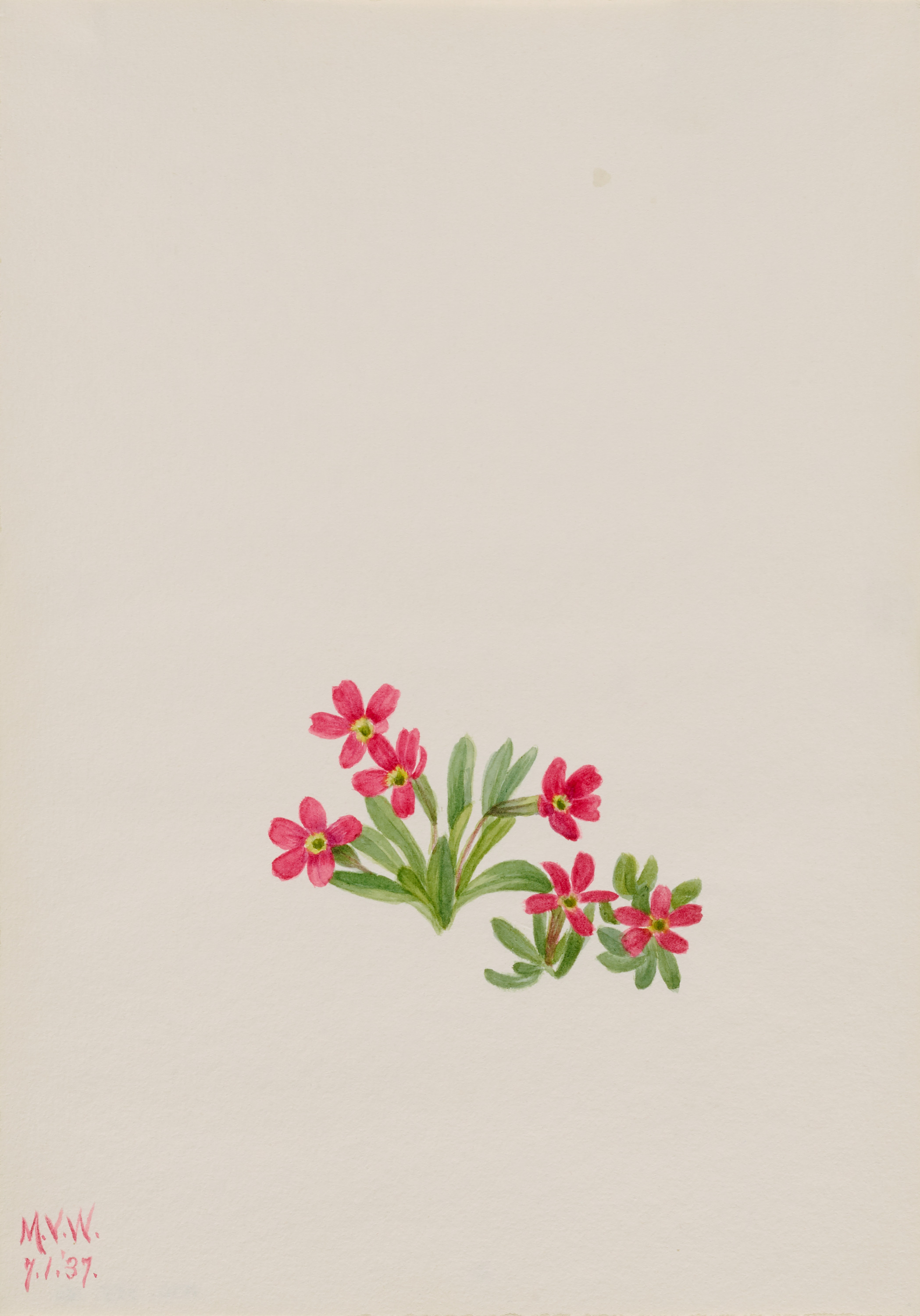 Mary Vaux Walcott, Primrose (Primula angustifolia)