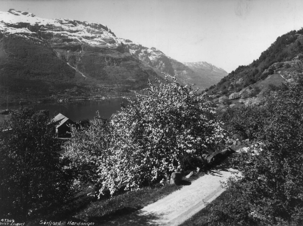 Anders Beer Wilse, Wilse original, Fruktblomstring