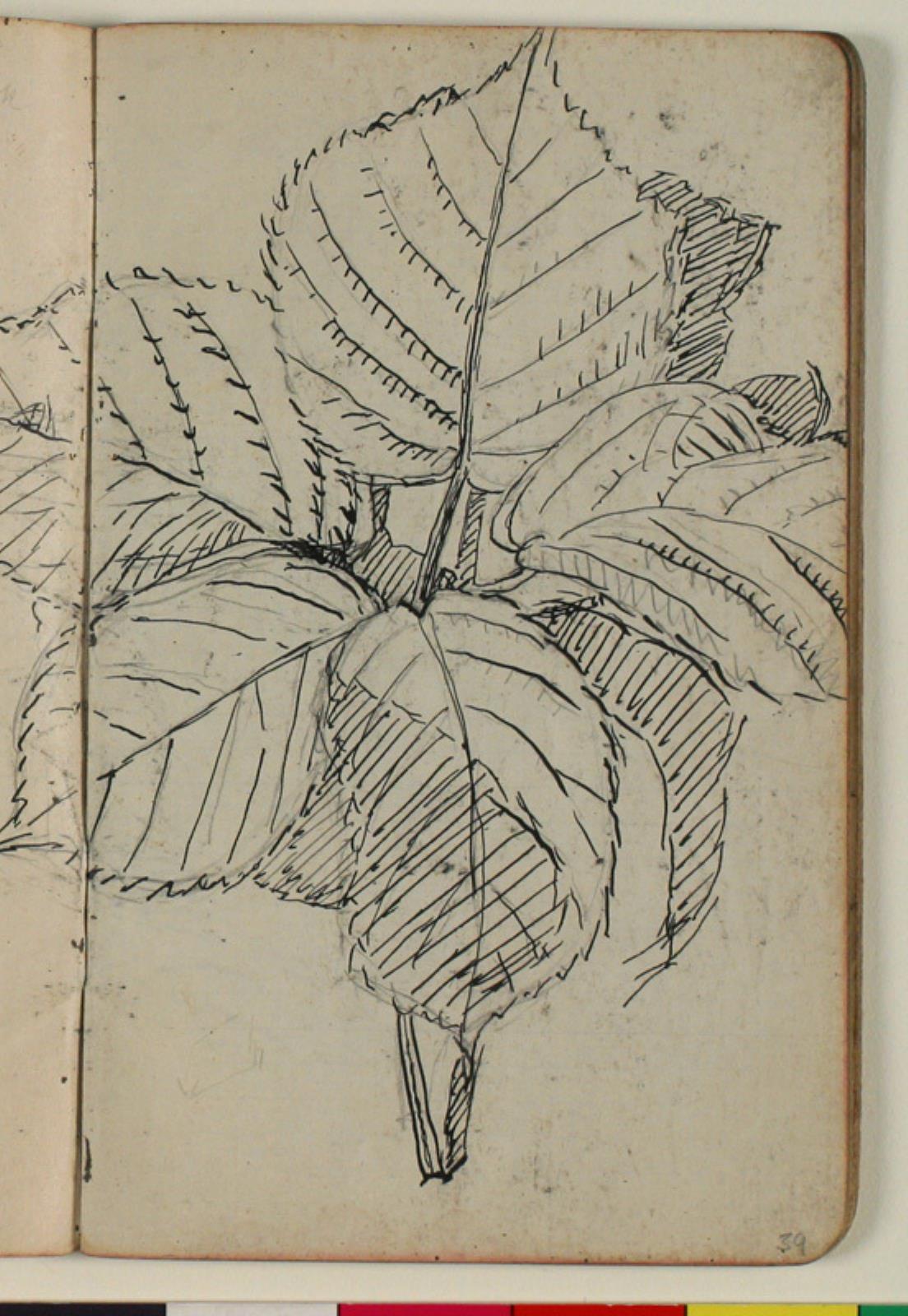 Niels Larsen Stevns, Plantestudie