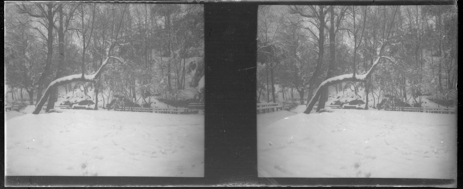 Desconegut, [Snowy forest in Vallvidrera]