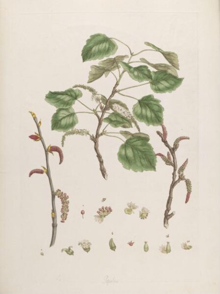 John Miller, Print