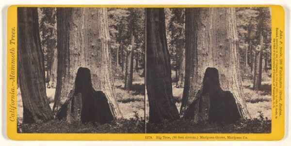 John P. Soule, Big Tree, (90 feet circum.) Mariposa Grove, Mariposa Co.