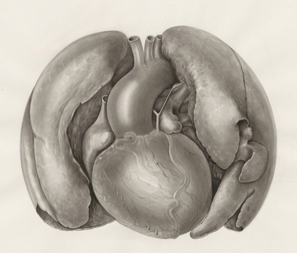 H.G Wetselaar, Heart and adjacent organs