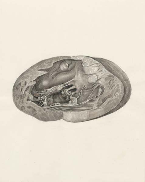 H.G Wetselaar, Heart