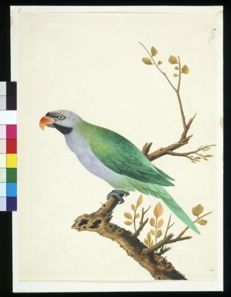 Unknown, Derbyan Parakeet