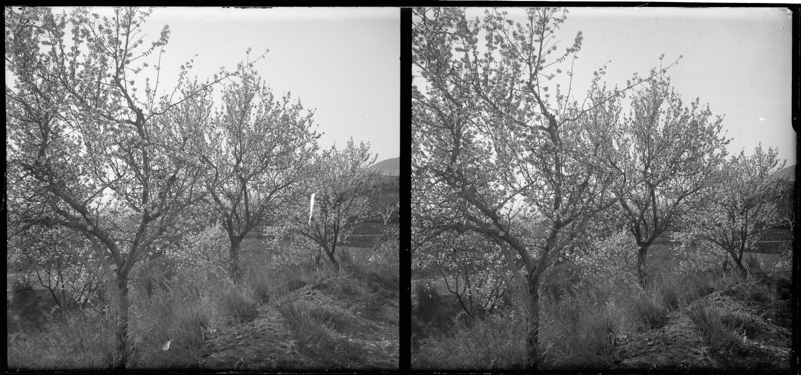 Desconegut, [Ametllers als entorns del Castell de l'Oreneta]