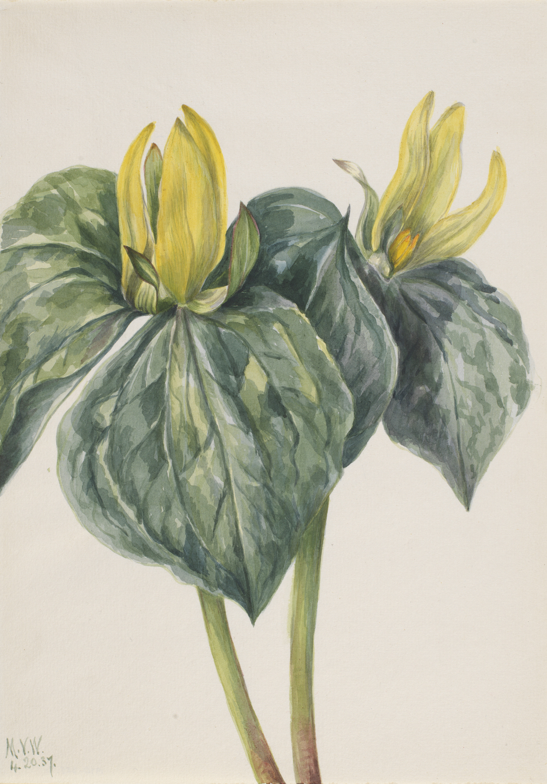 Mary Vaux Walcott, Whippoorwill Flower (Trillium hugeri)