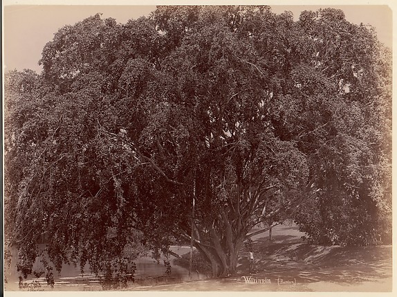 Unknown, Waringin, (Banyan)