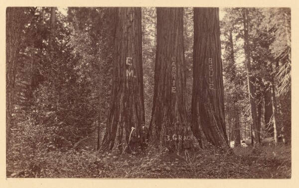 Carleton Watkins, [The Three Graces Near View Calaveras Grove]